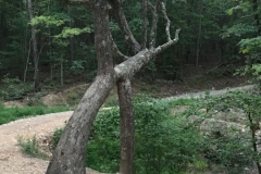 crossed-tree